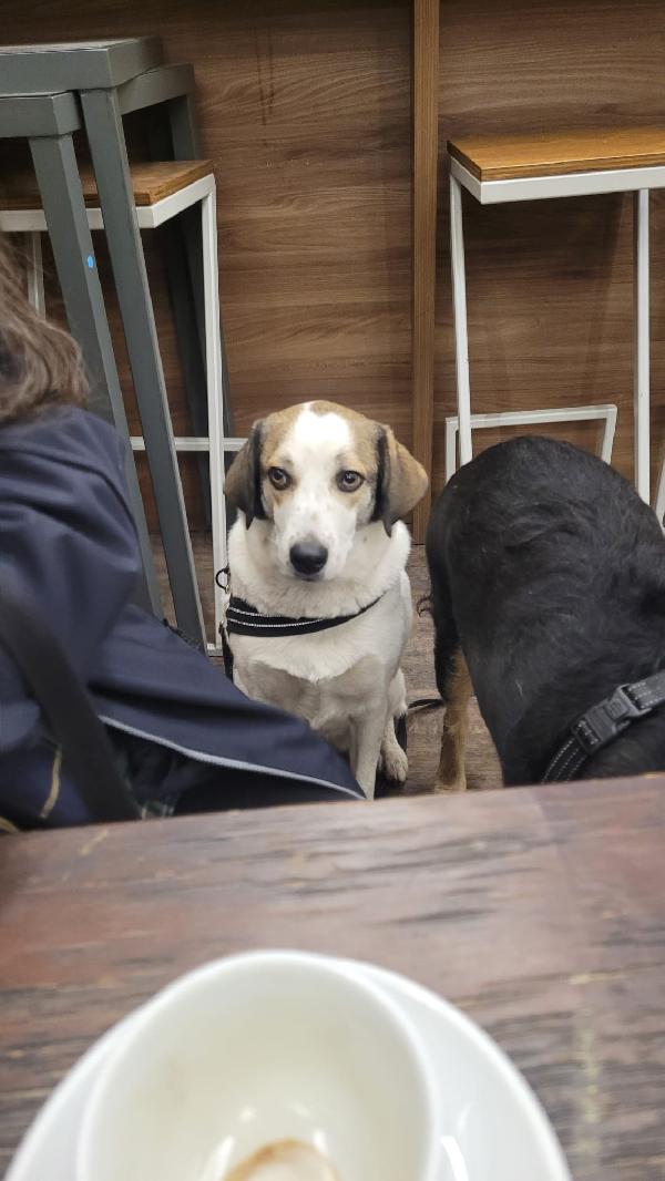 Twitty, una tenera meticcia Foto 3